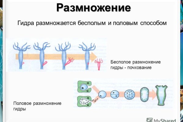 Ссылка адрес на кракен тор