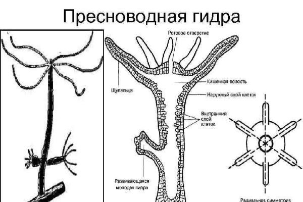 Кракен наркокортель